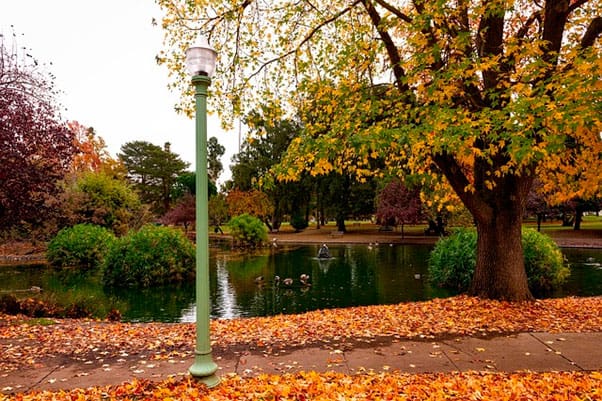 Sacramento, California, is known as the City of the Trees. Our public parks are just amazing for nature lovers!